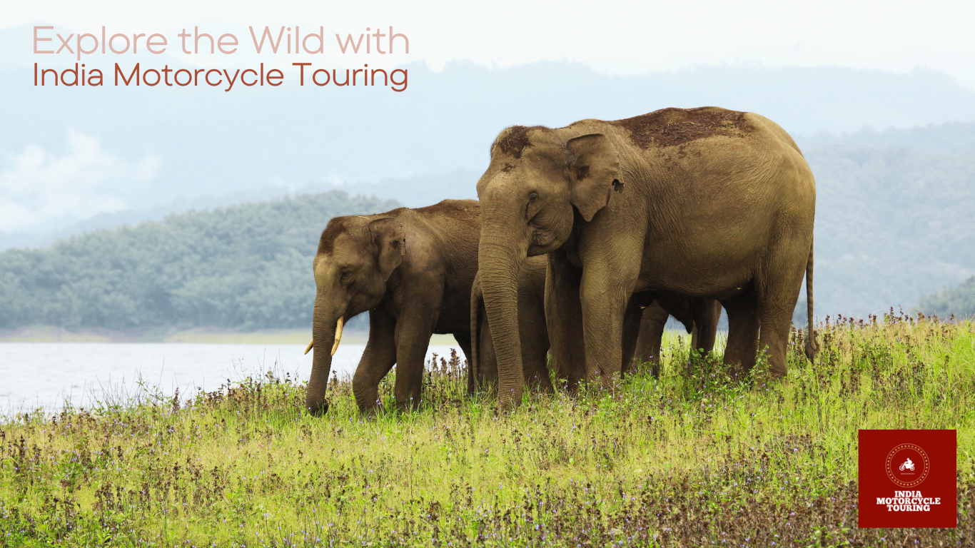 majestic elephants in South India wildlife sanctuary