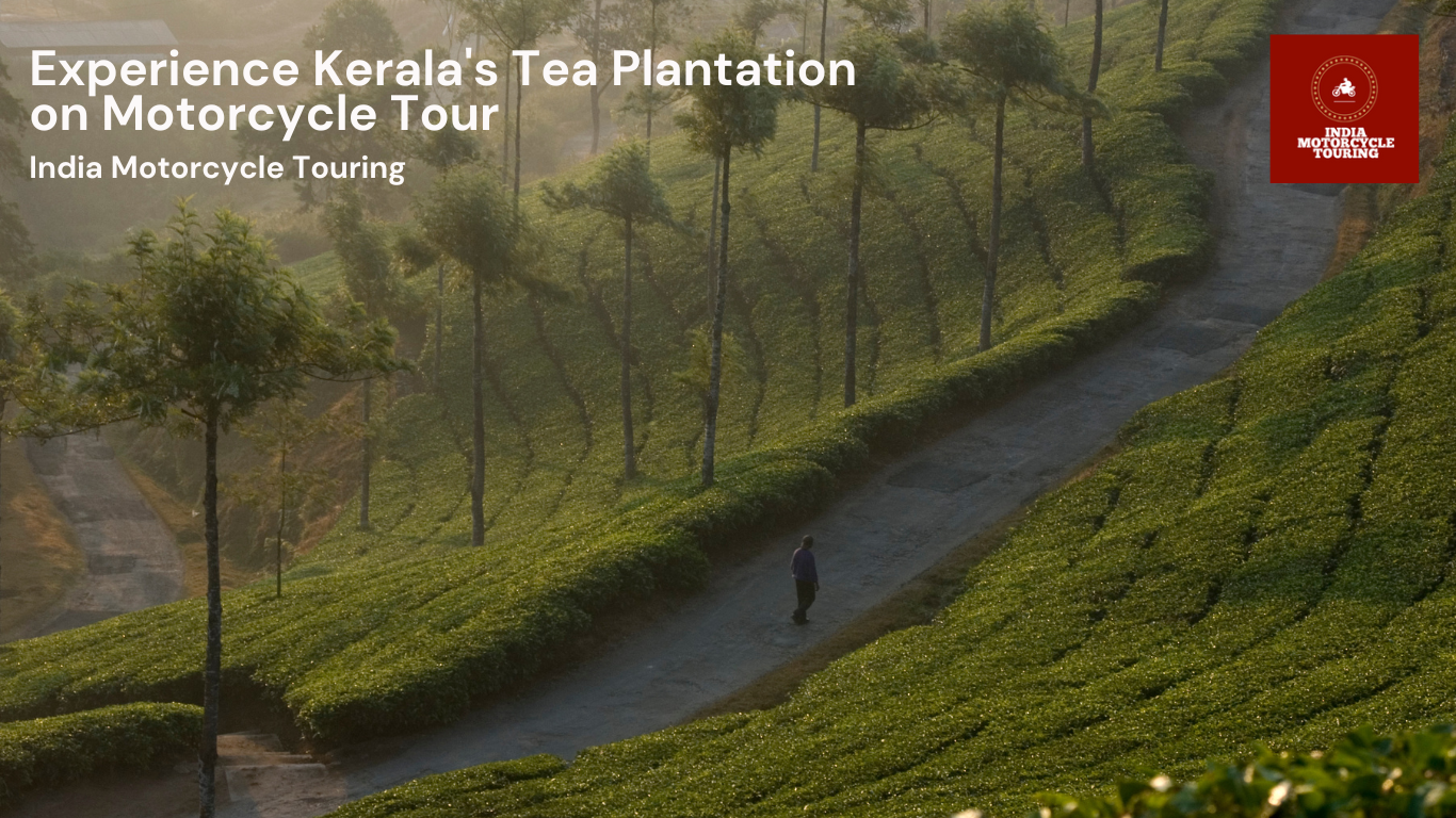 A tourist enjoying a peaceful nature walk in Kerala’s tea plantations.