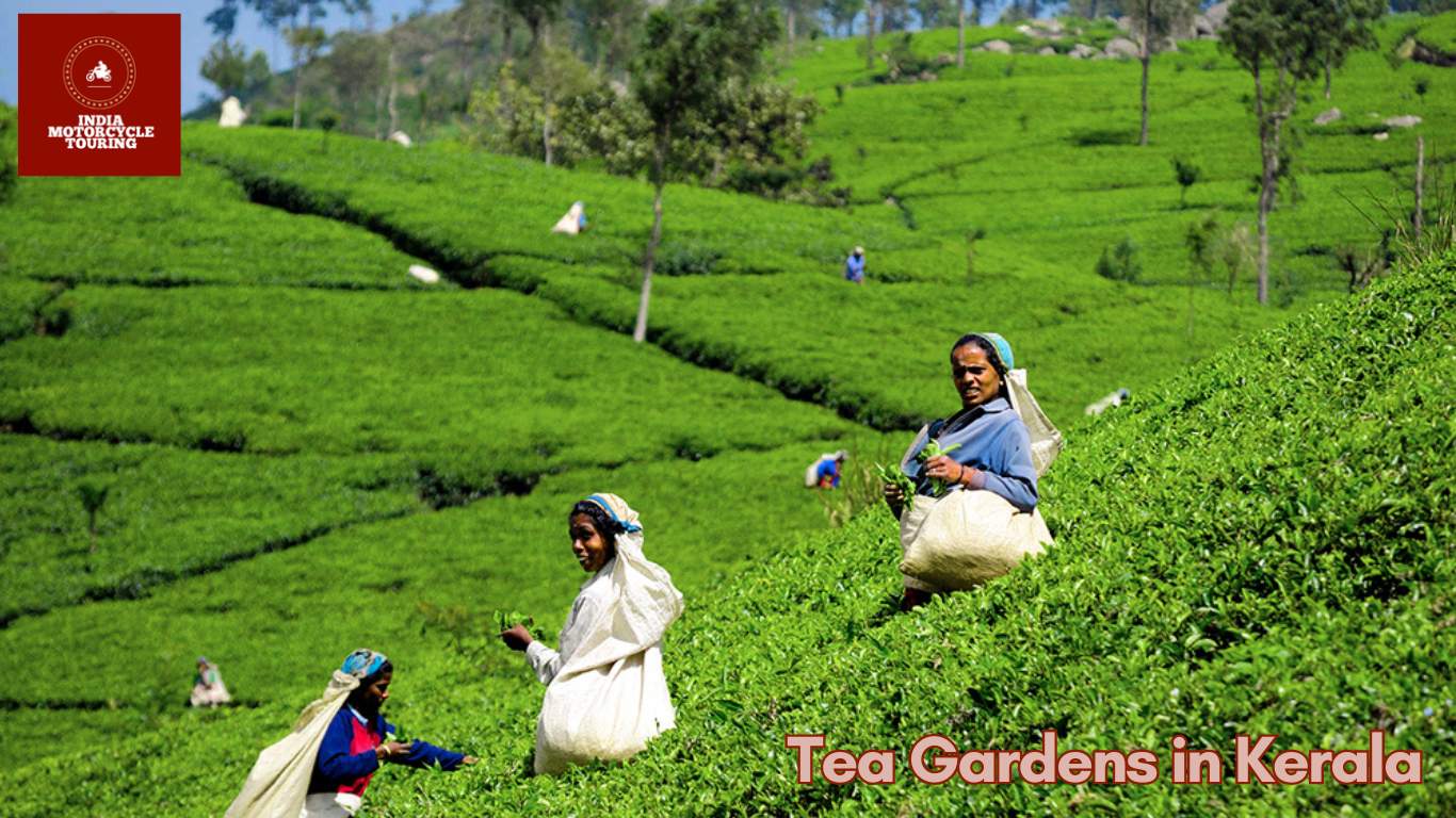 Beautiful Tea Gardens To Explore On A Motorcycle Tour in Kerala