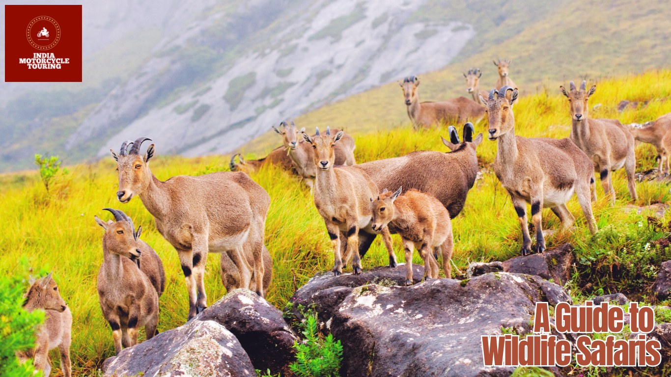 wildlife safari in kerala